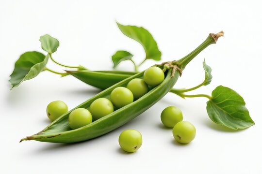 a catjang pea, white background, small seed, dark skin, 4k resolution