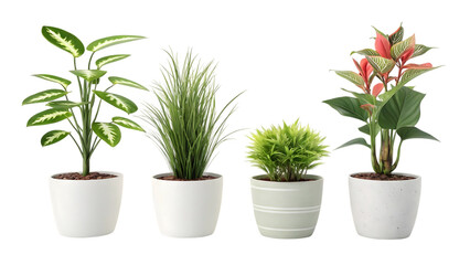 Potted Plants A Collection of Ornamental Houseplants in Stylish Pots