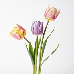 Naklejka premium Delicate Tulips in Soft Pastel Colors on a White Background