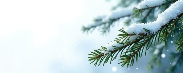 Snowy forest branches with frosty crystals scattered on white background, sprig, evergreen, foliage
