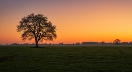 Obraz premium Sunset over field with tree, photo