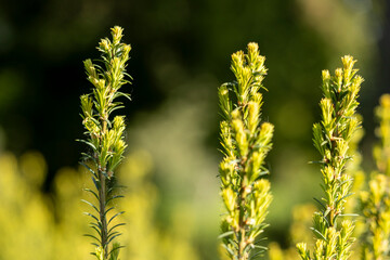 A vibrant field with lush green plants under a bright white sky