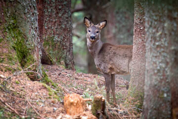 a roebuck yearling with small velvet horns and winter fur at a spring day