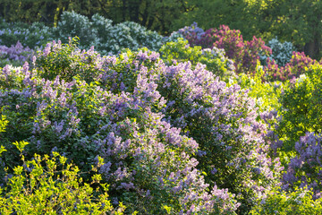 Beautiful blooming purple lilac flowers