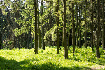 Fototapeta premium The bright sun is beautifully shining through the lush trees in the forest