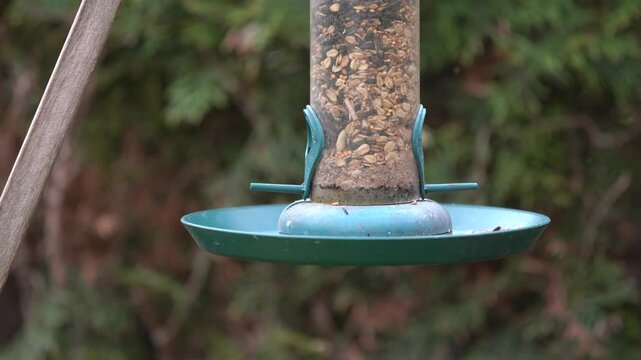blue tit and robin at the bird feeder