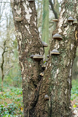 Close-up of birch tree trunks with large mushrooms growing on bark