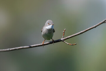 An adult male common whitethroat sitting on a thin branch, looking toward the camera on a sunny spring day with a pale green background. 