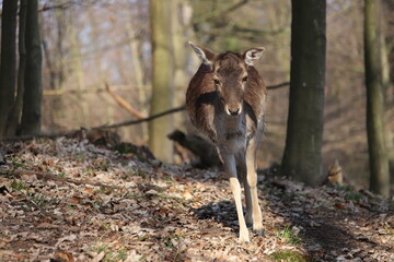 A majestic and beautiful fallow deer stands in a sunlit forest