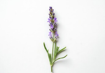 Obraz premium Single lavender stem with purple flowers on white background