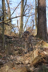A majestic and beautiful fallow deer stands in a sunlit forest