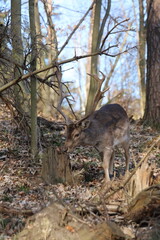 A majestic and beautiful fallow deer stands in a sunlit forest