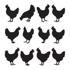 This is a vector set of farm poultry illustrations showing chicken, rooster, and hen silhouettes, an artistic collection of these agriculture animals