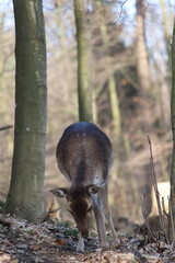 A majestic and beautiful fallow deer stands in a sunlit forest