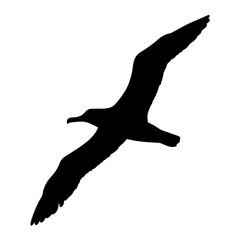 Silhouette of albatross bird flying soaring in the sky black and white vector illustration art