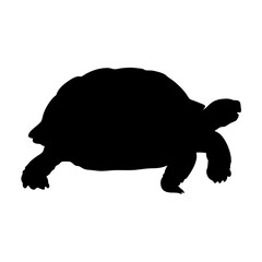 Turtle silhouette vector image for download featuring reptile tortoise and turtle graphics art design