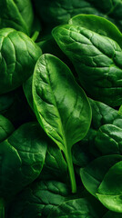 Obraz premium Fresh green spinach leaves closeup showing natural texture and vibrant healthy color