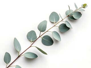 High-resolution photo of a single eucalyptus branch with muted green leaves placed diagonally on a pure white background, soft daylight, top-down view, minimal natural composition.