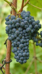 Fototapeta premium Grapes on vine close up