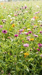 Colorful wildflower meadow in bloom