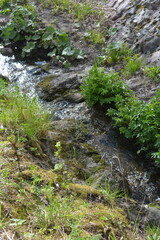 Beautiful forest nature, green grass, flowers, different plants grow near a stream with brown stones in the city of Espoo, Finland.