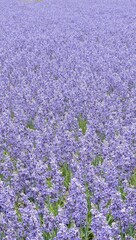 Obraz premium Lavender field pattern