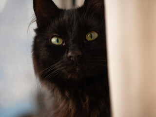 Fluffy black cat cat sitting in window from behind curtain close up portrait