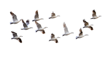 Obraz premium Flock of Seagulls Isolated on White Background