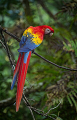 Scarlet macaw in the rainforest of Costa Rica