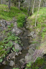 Beautiful forest nature, green grass, flowers, different plants grow near a stream with brown stones in the city of Espoo, Finland.