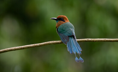 A motmot in Costa Rica 