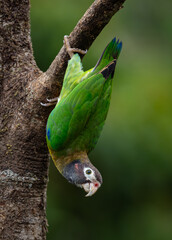 A parrot in Costa Rica  © Harry Collins