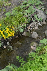 Beautiful forest nature, green grass, flowers, different plants grow near a stream with brown stones in the city of Espoo, Finland.