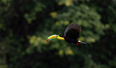 A toucan in the rainforest of Costa Rica © Harry Collins