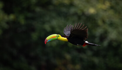 A toucan in the rainforest of Costa Rica