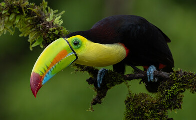 A toucan in the rainforest of Costa Rica