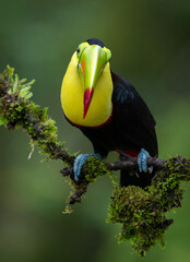 A toucan in the rainforest of Costa Rica © Harry Collins