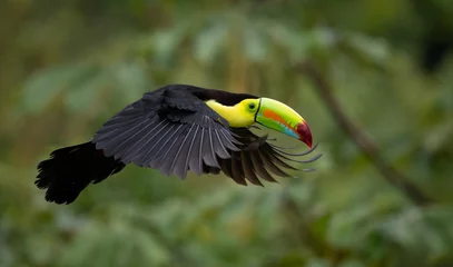 Fotobehang Toekan A toucan in the rainforest of Costa Rica  © Harry Collins