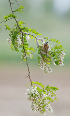 sparrow on a branch