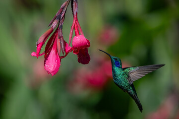 Hummingbird in the rainforest of Costa Rica