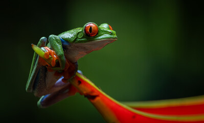 Red-eyed tree frog in Costa Rica 