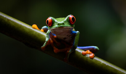 Red-eyed tree frog in Costa Rica 
