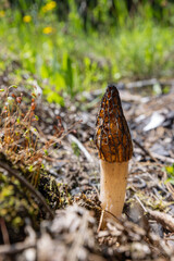 Close up of a fresh morel mushroom growing in the spring grass in Idaho. Morels are a large part of the culinary culture in the USA.
