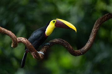A toucan in the rainforest of Costa Rica © Harry Collins