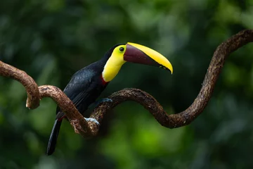Fototapete Tukan A toucan in the rainforest of Costa Rica  © Harry Collins
