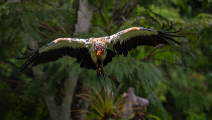King vulture in the rainforest of Costa Rica