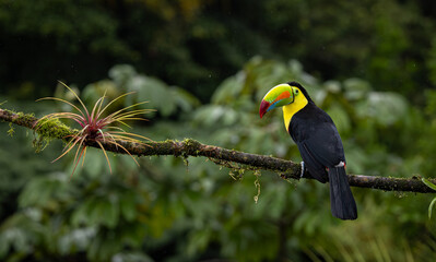 A toucan in the rainforest of Costa Rica