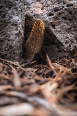 Close up of a fresh morel mushroom growing in garden mulch in Oregon. Morels are a large part of the culinary culture in the USA.