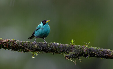 A bird n Costa Rica 