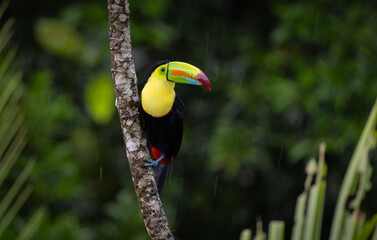 A toucan in the rainforest of Costa Rica